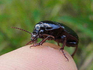 Zabrus tenebrioides