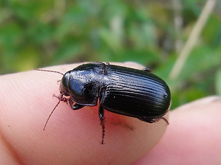 Zabrus tenebrioides