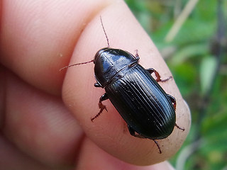 Zabrus tenebrioides