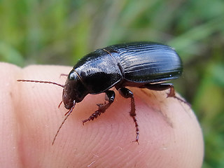 Zabrus tenebrioides