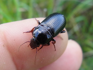 Zabrus tenebrioides