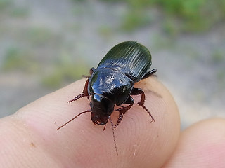 Zabrus tenebrioides