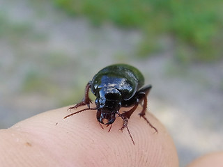 Zabrus tenebrioides