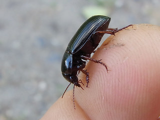 Zabrus tenebrioides