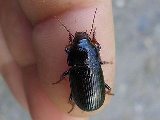 Zabrus tenebrioides