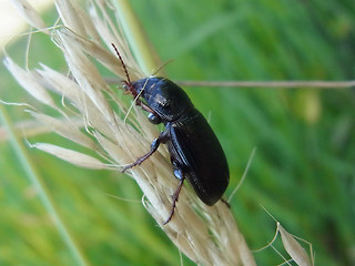 Zabrus tenebrioides