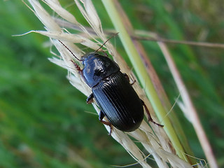 Zabrus tenebrioides