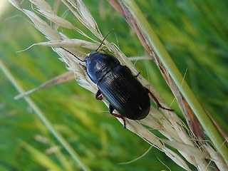 Zabrus tenebrioides