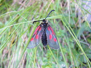 Zygaena exulans