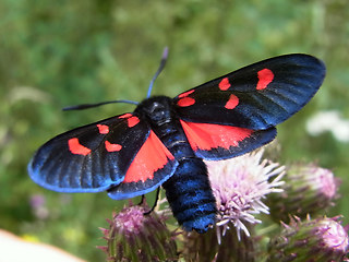 Zygaena filipendulae