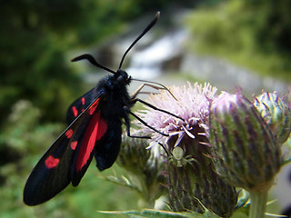 Zygaena filipendulae