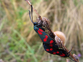 Zygaena filipendulae