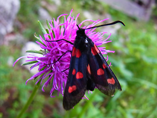 Zygaena filipendulae