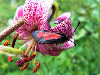 Zygaena purpuralis